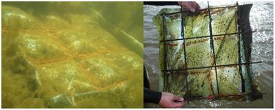 A Manipulative Field Experiment to Evaluate the Impact of Discarded Plastic Bags on Shallow Vegetated Benthic Communities